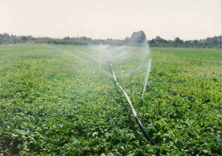 افزایش 50 درصدی بهره وری آب با استفاده از آبیاری قطره ای در اشکذر