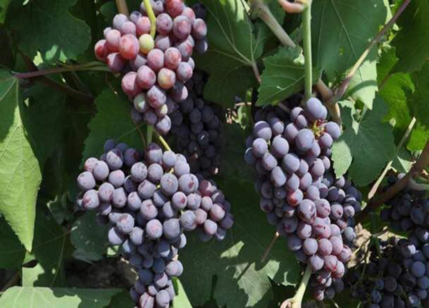 افزون بر 120 تن انگور یاقوتی در سراوان برداشت شد
