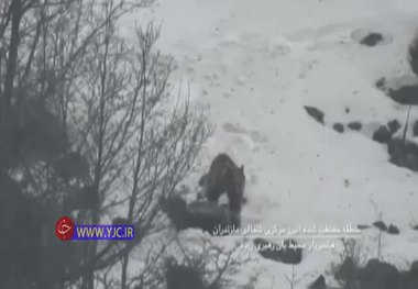 صحنه‌ای زیبا از بازی دو خرس قهوه‌ای بالغ در منطقه حفاظت شده البرز 