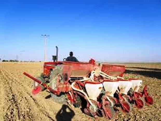 پیش بینی کشت گندم پاییزه در بیش از 341 هزار هکتار از اراضی آذربایجان غربی