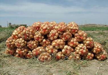 آغاز برداشت پیاز از 30 هکتار از مزارع بخش چاروسا