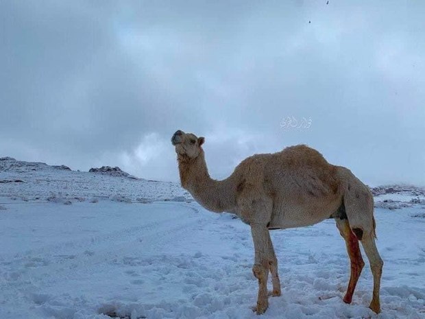 بارش بی سابقه برف در عربستان + عکس ها