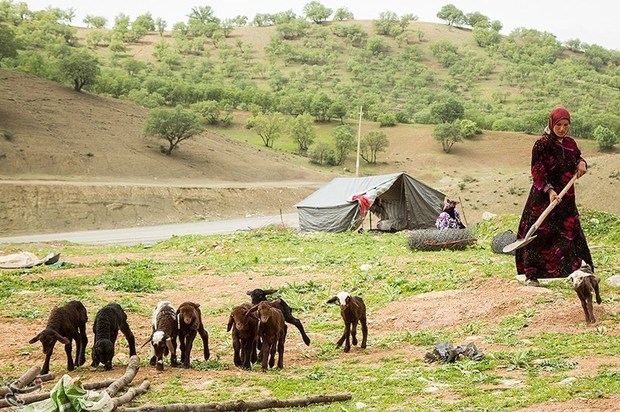 بارندگی، کوچ بهاره عشایر خراسان شمالی را به تاخیر انداخت