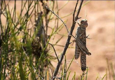 مبارزه با آفت ملخ در 35 هزار هکتار از مراتع طارم آغاز شد