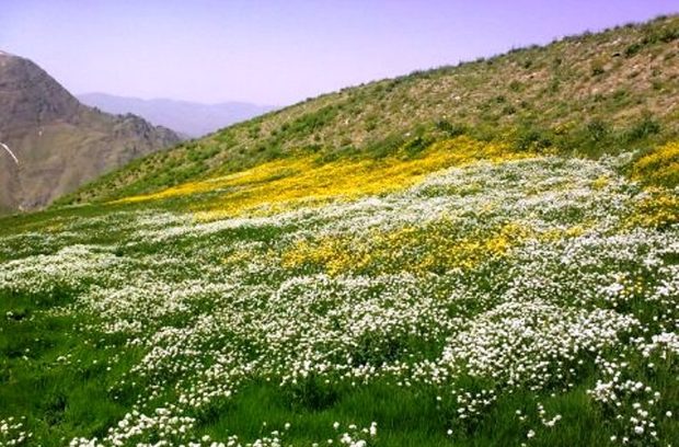 2416 هکتار از مراتع کردستان غنی سازی می شود