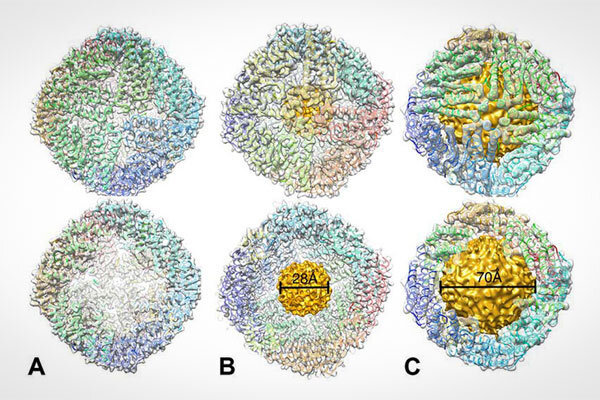 قفس‌های نانویی جادار برای حمل دارو