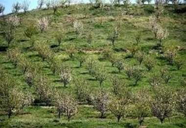 300 هکتار زمین شیب دار در خراسان شمالی برای توسعه باغ اجرایی شد