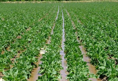 بارش های بهاره 20 درصد از کشت چغندر قند در فریدن کاست