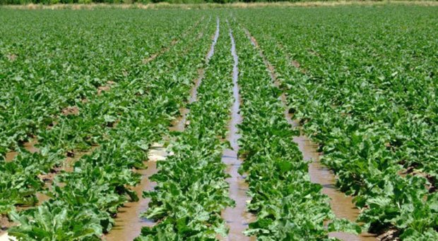 بارش های بهاره 20 درصد از کشت چغندر قند در فریدن کاست
