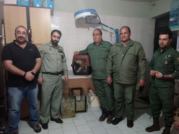 باند بزرگ قاچاق حیات وحش کشور متلاشی شد  کشف یوزپلنگ آسیایی در تهران