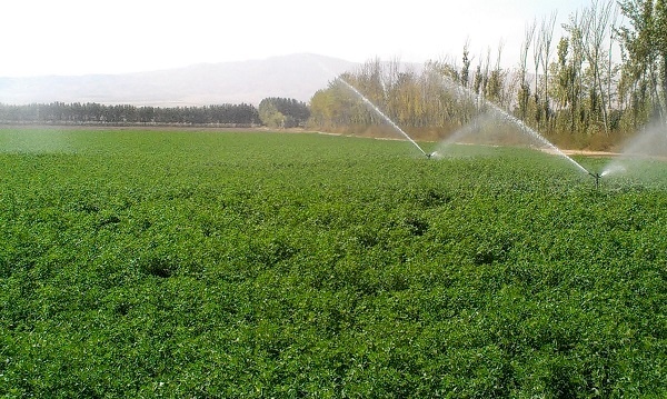 کردستان جزو چهار استان کشور در اجرای طرح کشاورزی حفاظتی