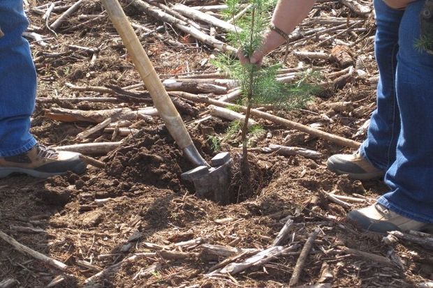 ۲ هزار اصله نهال در بروجرد غرس شد