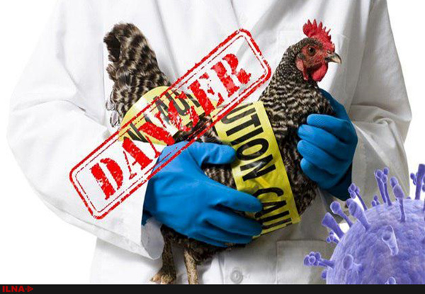 ستاد پیشگیری از شیوع آنفولانزای مرغی در شهرستان‌های خوزستان تشکیل می‌شود