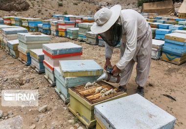 ۲۶۹۰۰ کندو زنبورعسل درقم موجود است