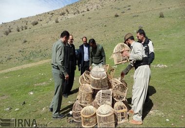 ۱۳ قطعه کبک از شکارچی متخلف در بوکان کشف شد