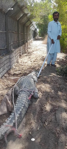 زنده‌گیری تمساح سرگردان در اطراف روستایی در سیستان‌وبلوچستان! + عکس