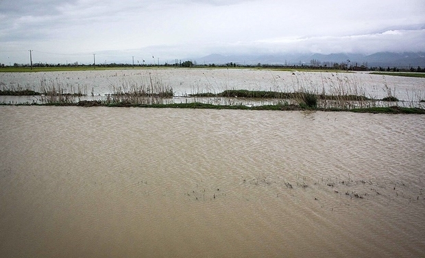 سیلاب قریب 983 میلیارد ریال به بخش کشاورزی گنبد خسارت زد