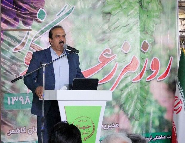 همایش استانی &quot;روز مزرعه انگور&quot; در کاشمر برگزار شد