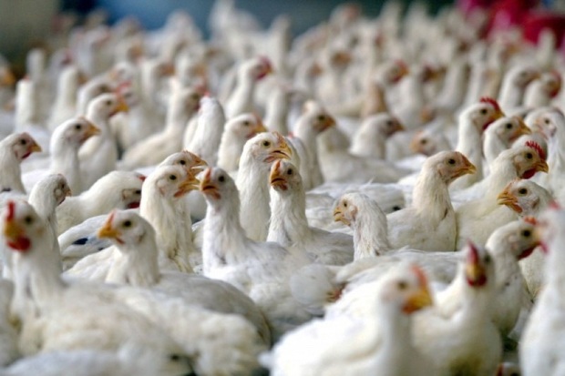 جوجه ریزی برای تأمین مرغ عید در گچساران انجام شد