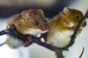 نگرانی دانشمندان درباره شیوع آبله موش
