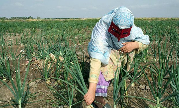 کشت پیاز خارج از فصل در هرمزگان آغاز شد