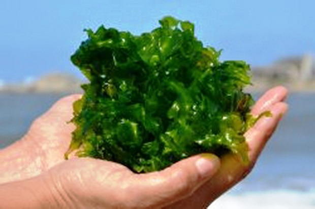 جلبک «دونالیلا» در دریاچه ارومیه کاهش یافت