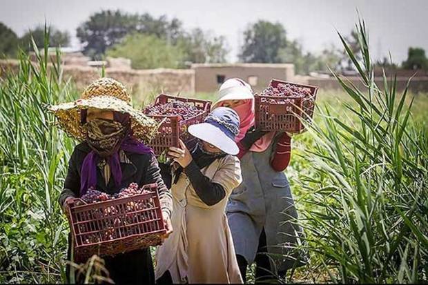 زنان روستایی اردبیل پیشگامان تولید محصولات سالم هستند