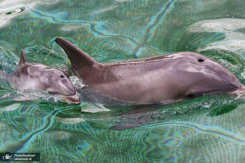 منتخب تصاویر امروز جهان- 31 اردیبهشت