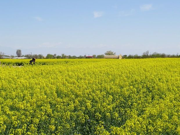 شهرستان جهرم توانایی افزایش کشت کلزا را دارد