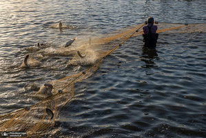 پرورش ماهی در آزادشهر استان گلستان