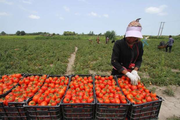 139میلیارد ریال تسهیلات به متقاضیان بخش کشاورزی هرمزگان پرداخت شد