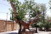 سمنان مهد درختان کهنسال تاریخی برای ثبت در فهرست ملی است