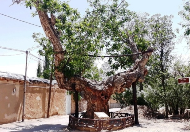 سمنان مهد درختان کهنسال تاریخی برای ثبت در فهرست ملی است