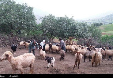 بیش از 59 هزار دام جوانرود علیه بیماری تب برفکی واکسینه شدند