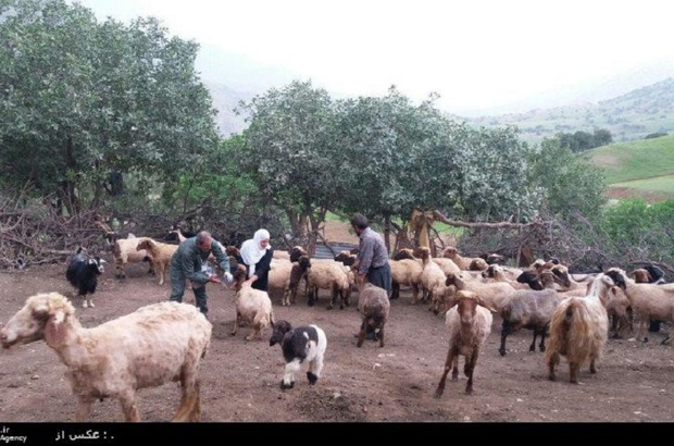 بیش از 59 هزار دام جوانرود علیه بیماری تب برفکی واکسینه شدند