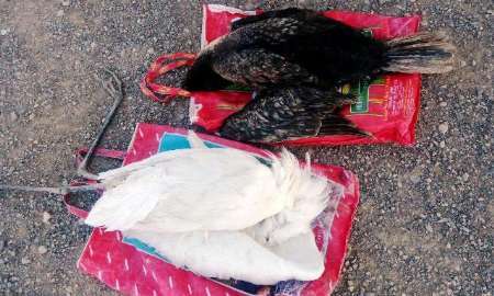 سه شکارچی غیرمجاز در اروندکنار آبادان دستگیر شدند