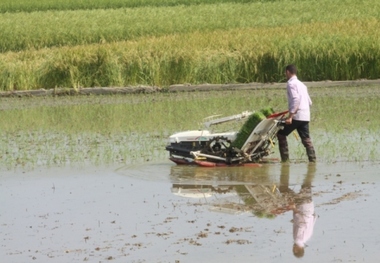 آب منطقه ای مازندران نسبت به کشت دوم برنج هشدار داد