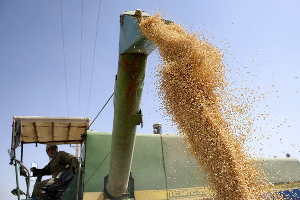 کشاورزان محصول گندم خود را به دلالان نفروشند