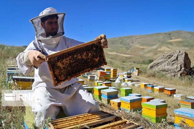 ۲۸ تن عسل در باخرز تولید شد