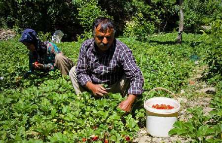 سال آینده محصول توت فرنگی در محل تولید از کشاورزان کردستانی خریداری می شود