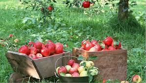 جشنواره سیب درتازه شهر سلماس برگزار می شود