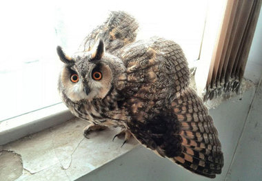 اقدام ارزشمند یک زنجانی حامی محیط زیست