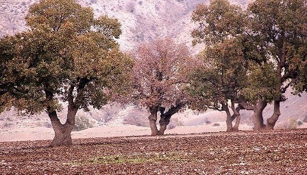 خشکیدگی درختان بلوط در فارس تحت کنترل است