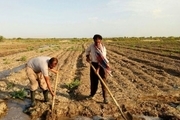 کشاورزان خراسان شمالی: امهال وام بانک گره از کار ما نگشود