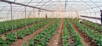 اجرای طرح سایه بان در مزارع حداقل ۳۰ درصد در مصرف آب صرفه جویی می‌کند