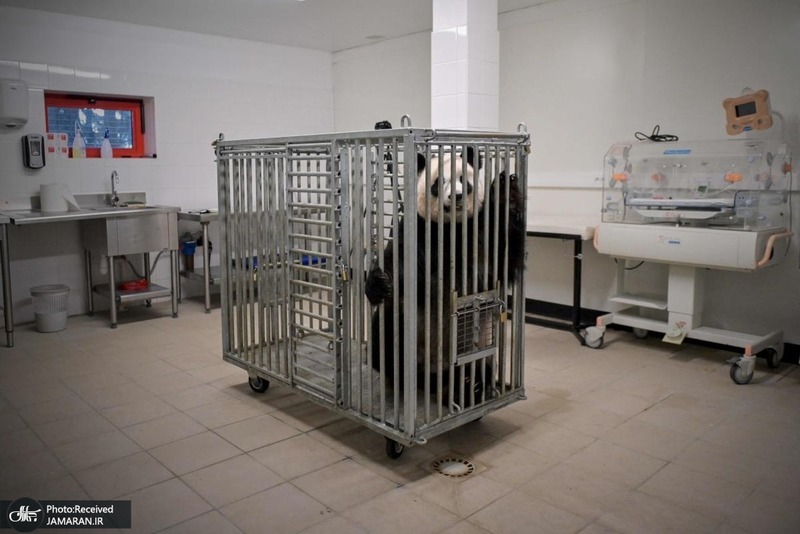 منتخب تصاویر امروز جهان- 2 مرداد 1400