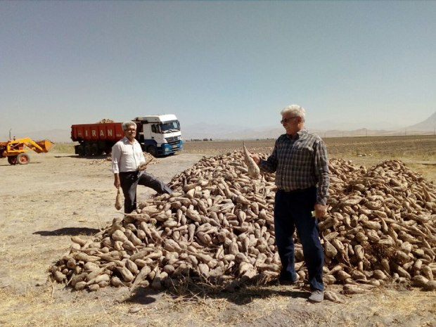 اسدآباد در تولید کیفی چغندرقند رتبه اول استان را دارد