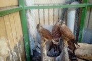 پرندگان شکاری شمال خراسان رضوی به کشورهای حاشیه خلیج فارس قاچاق می شوند
