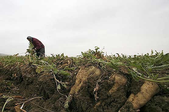 معرفی ارقام جدید چغندرقند در همدان استفاده 38 درصد مزارع از بذرهای اصلاح شده