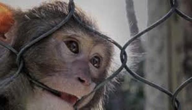 زنده‌گیری دومین میمون متواری در منطقه آبی‌نام سیاهکل
